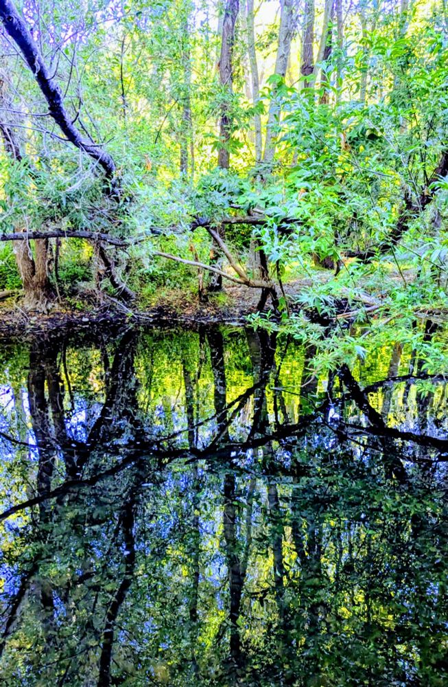 Trees reflecting in a river 