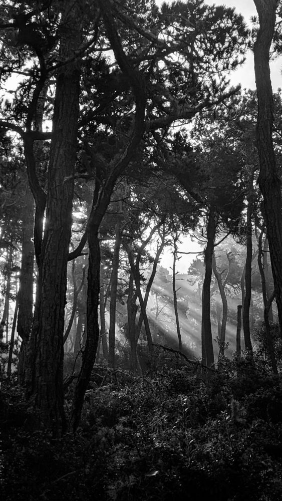 Black and white photo of a forest of tall pines with sunlight n streaking through 
