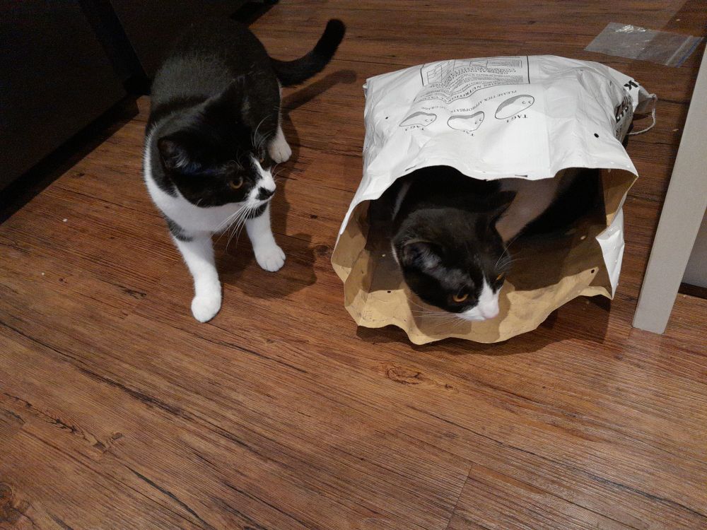 4/4 Both cat's attention (eyes and ears) has now ben captured by something off to camera-right. Corby's head has dropped slightly but Robyn's has lifted and you can see that she has the same yellow/gold pupils as her brother.