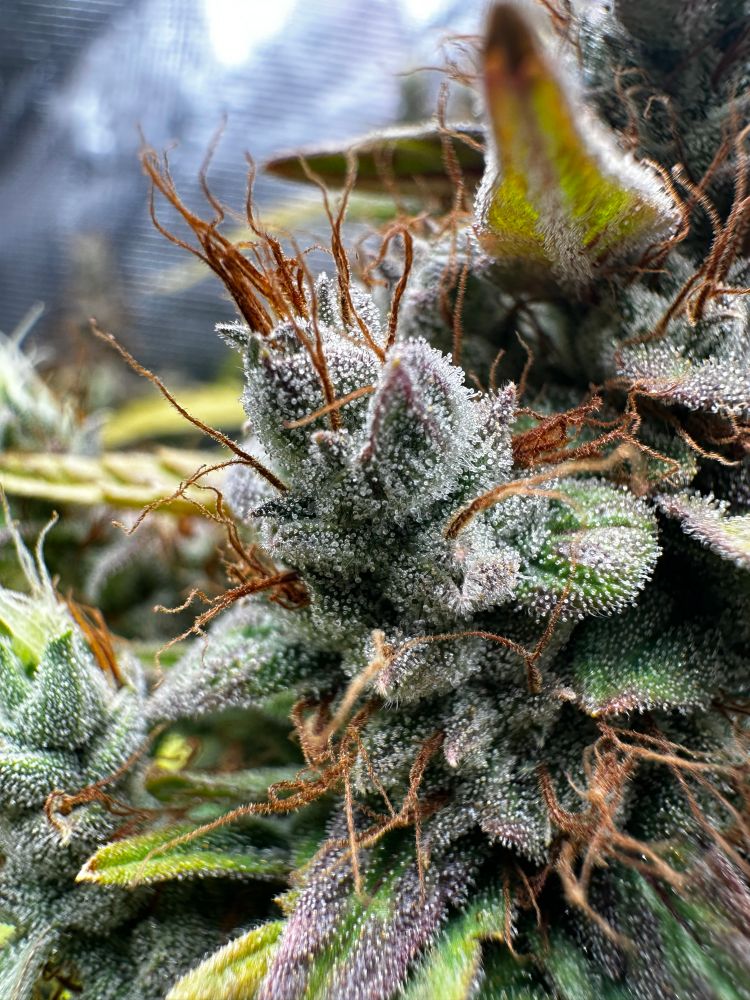 Closeup of a fox tailed bud on the right plant showing trichome ripeness, some clear and some cloudy trichomes