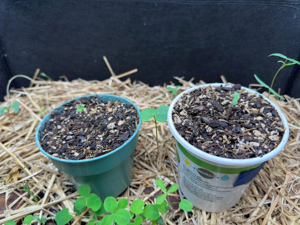 Two brand new cannabis seedlings in small pots, sitting on an indoor raised garden bed 