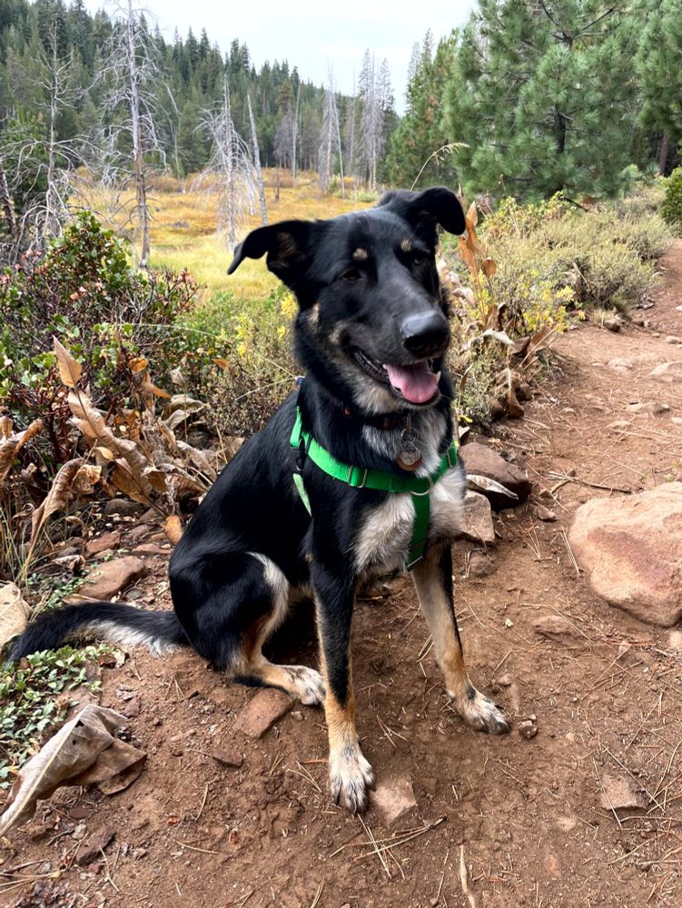 dog sitting in trail with fall landscape behind her
