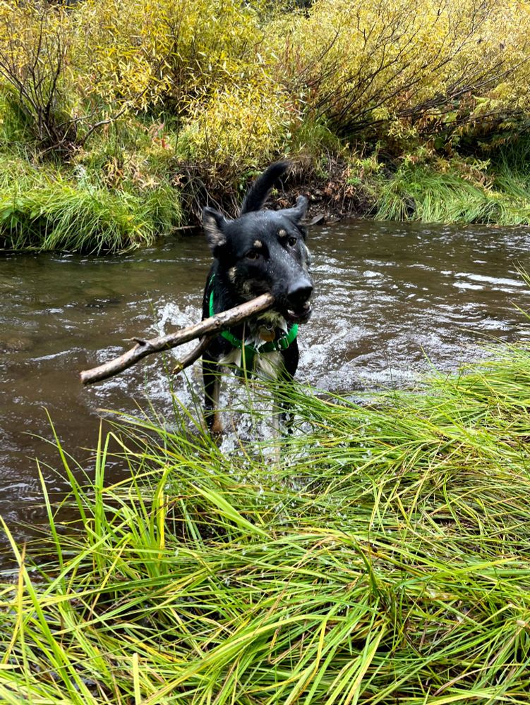 dog in creek holding stick