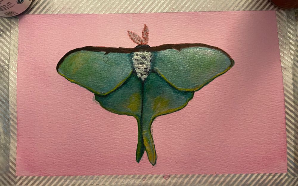 Pencil sketch of a Lunar moth Pcreated with red wash.  Tons more of Green and yellow washes added. 