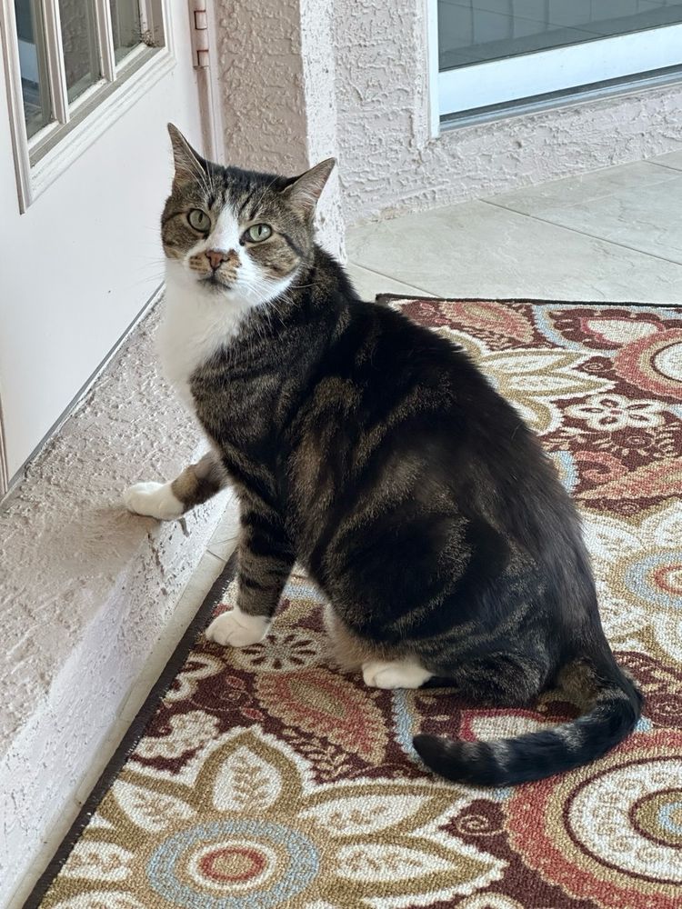 Grey tabby cat stands with one paw on the doorstep of the screened porch. He has an extremely confident look on his face. 