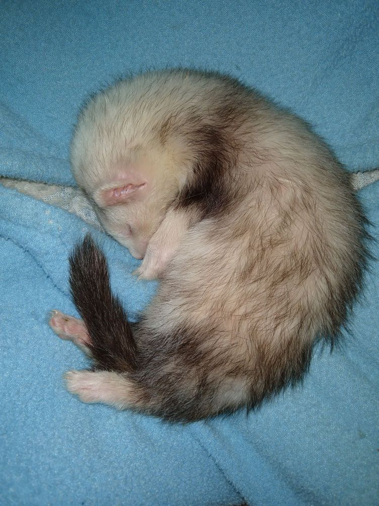 A baby ferret kit curled up sleeping on a blue hammock.