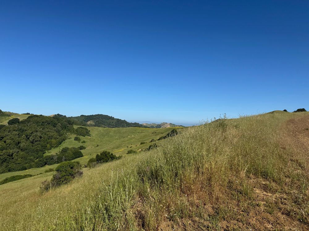 Yellow-green grass slopes down an open hillside with darker green trees leading up to and lining a low ridge in the distance, all under a deep blue sky.
