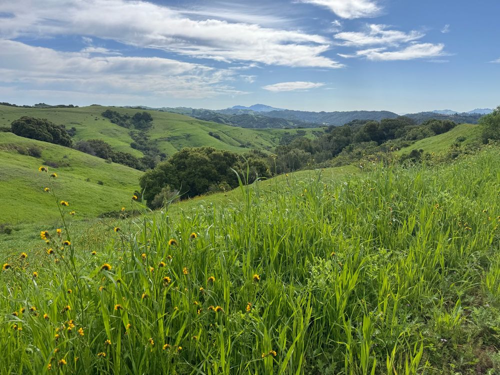 Golden fiddleneck flowers in the foreground among tall green grass. Rolling green hills dotted with oaks in the middle ground. Mount Diablo rising in the background under a brilliant blue sky streaked with white clouds. 