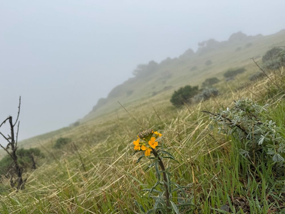 Small yellow flowers in the foreground of a grassy, slanted hill side with fog in the background.