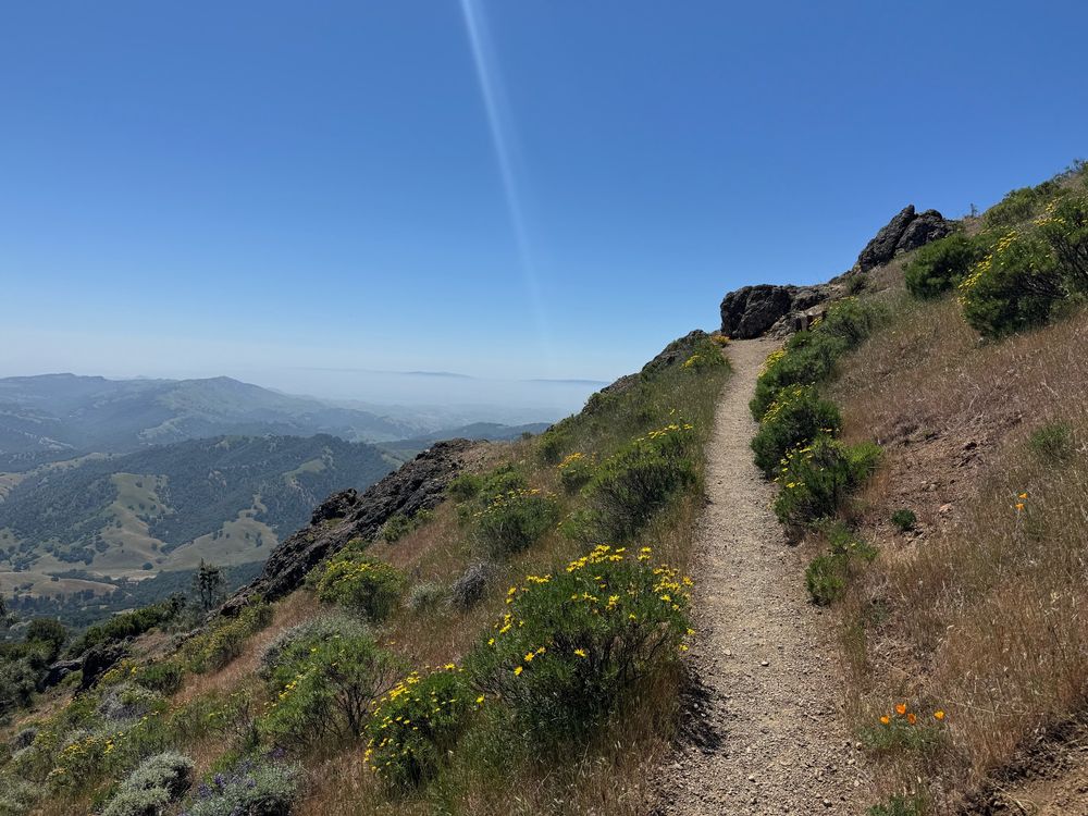 Yellow flowers blooming on low bushes line a dirt trail that leads into a switchback. In the distance, low clouds cover green hills.