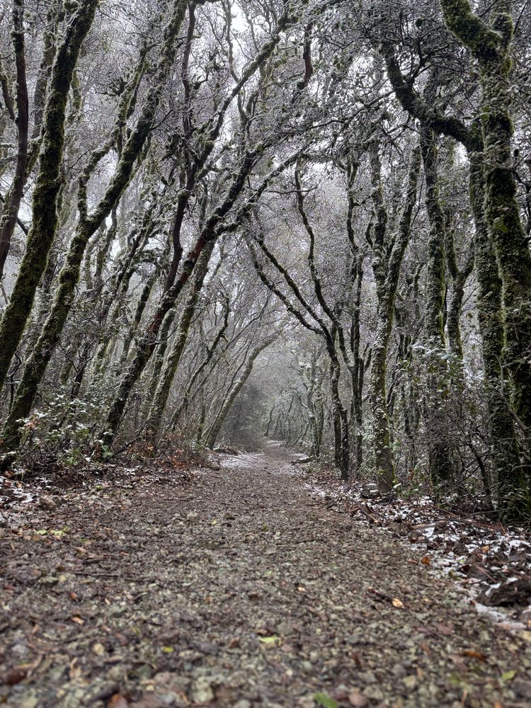 Sparse snow dusts the trees that form an arch over a rocky dirt trail, lined with the same snow.