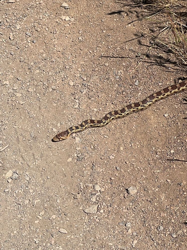 A snake (probably a gopher snake) stretches halfway across a dirt trail. 