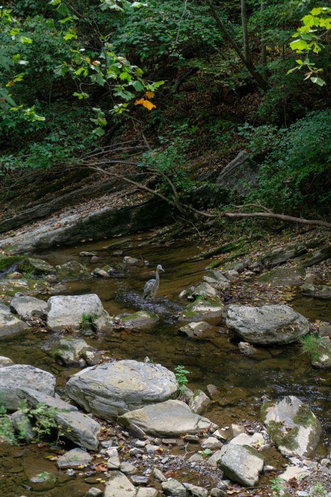 Heron standing in the middle of a creek