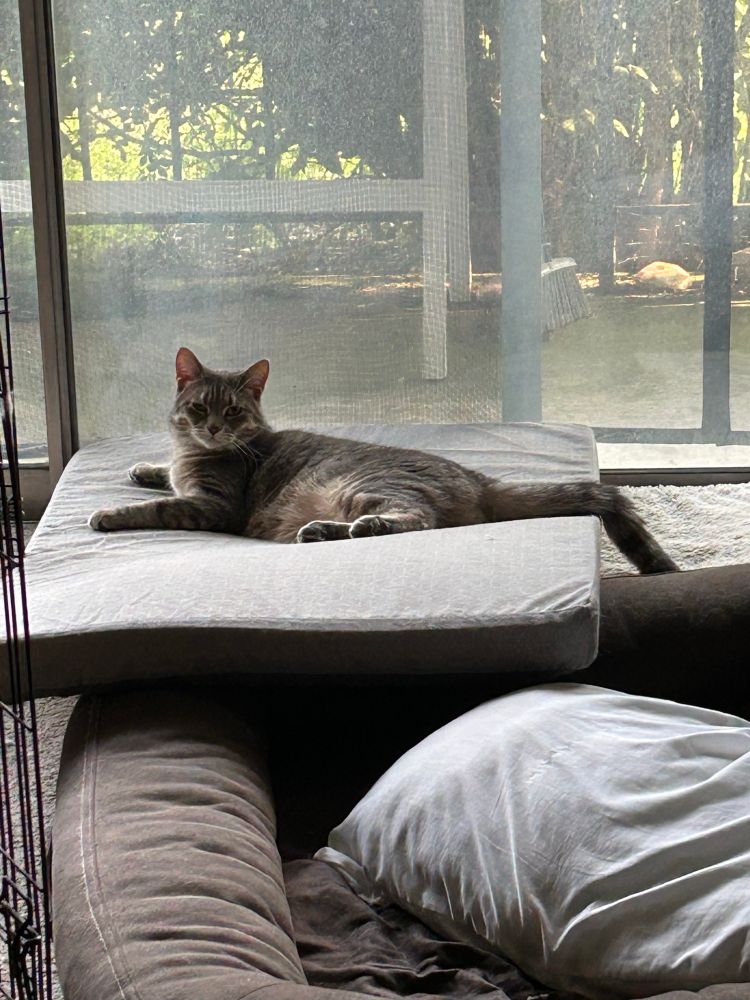 Gray cat lounging on a dog bed