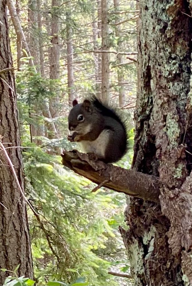 Tiny squirrel eating a nut on a tree branch