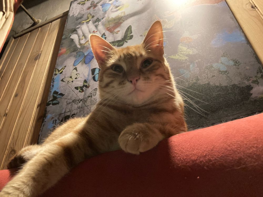 Chat roux c’est Tigrou