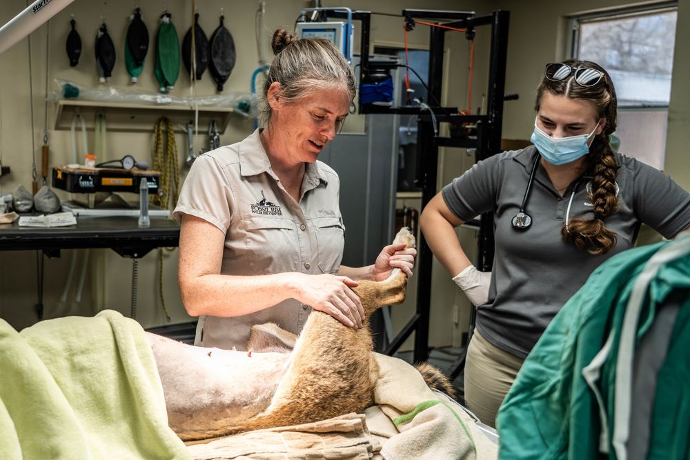 Two veterinarian staff members stand around the bottom of a sedated wolf. The top half is covered with a protective blanket. The associate vet holds the wolf's leg in examination.