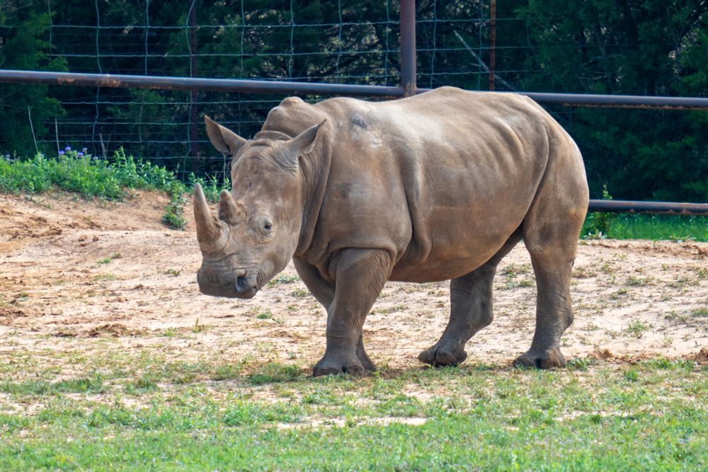 A white rhino 