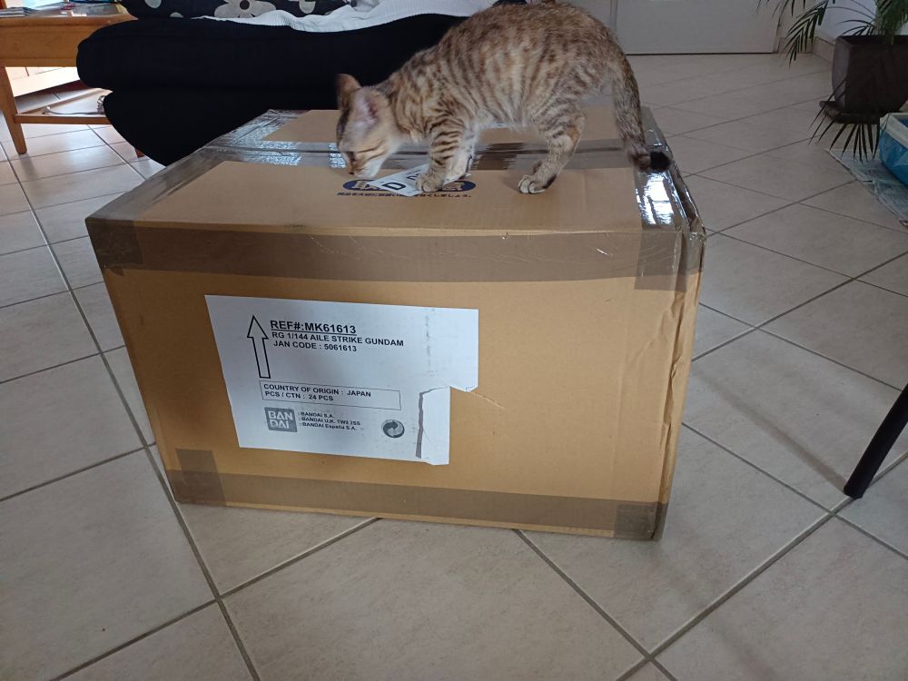 Photo d'un petit chat sur un carton avec une étiquette marquée "RG 1/144 Aile Strike Gundam"