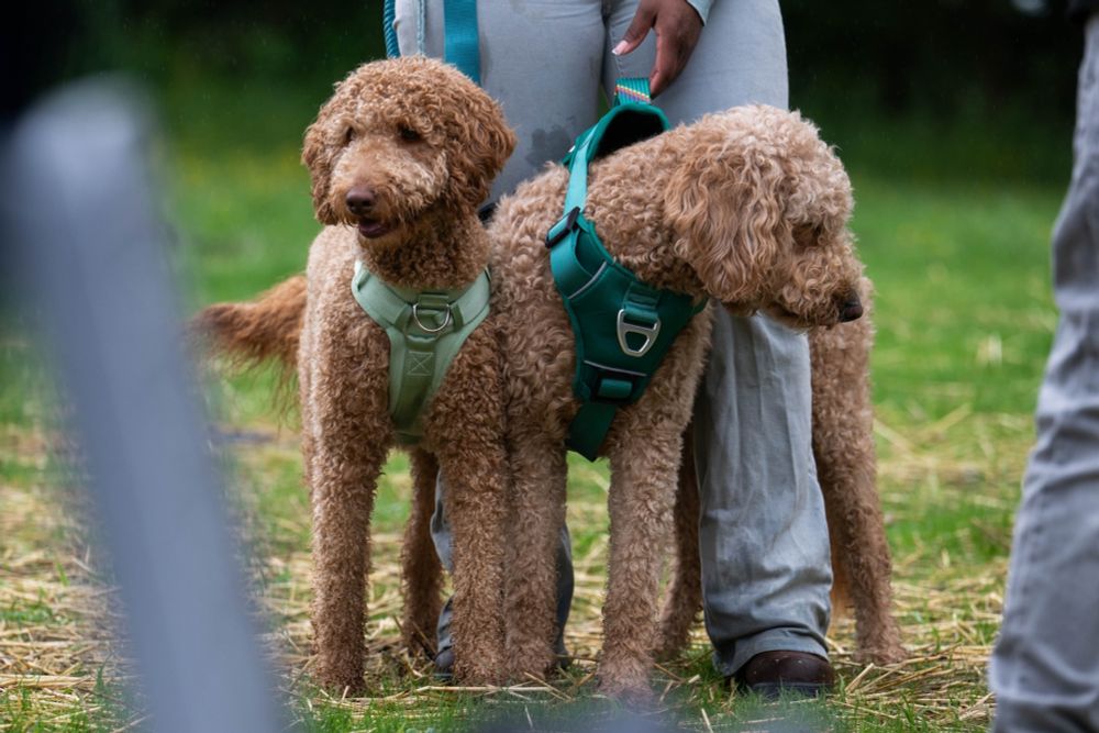Canine and human cancers bear many similarities — studies in dogs are helping to develop treatments for both species.