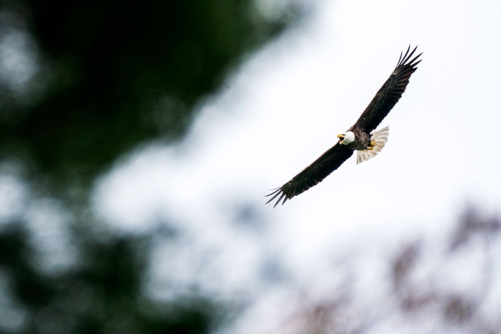 In eagle nirvana, avian flu is decimating America’s national bird