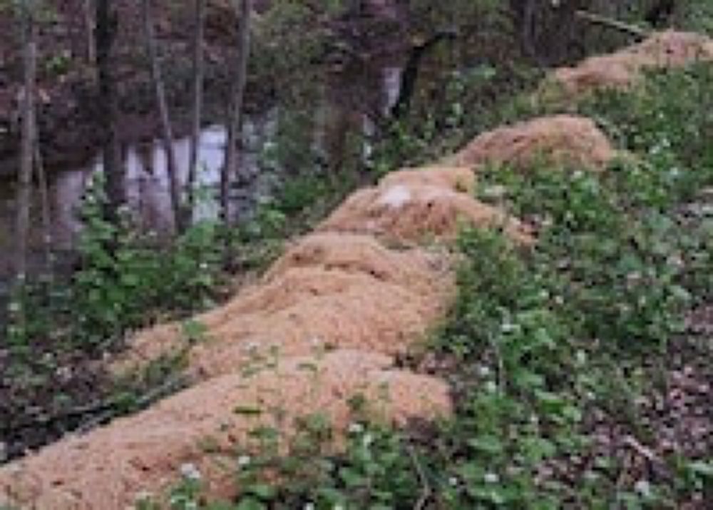 Hundreds of pounds of pasta mysteriously appeared in the NJ woods. Cue the puns.