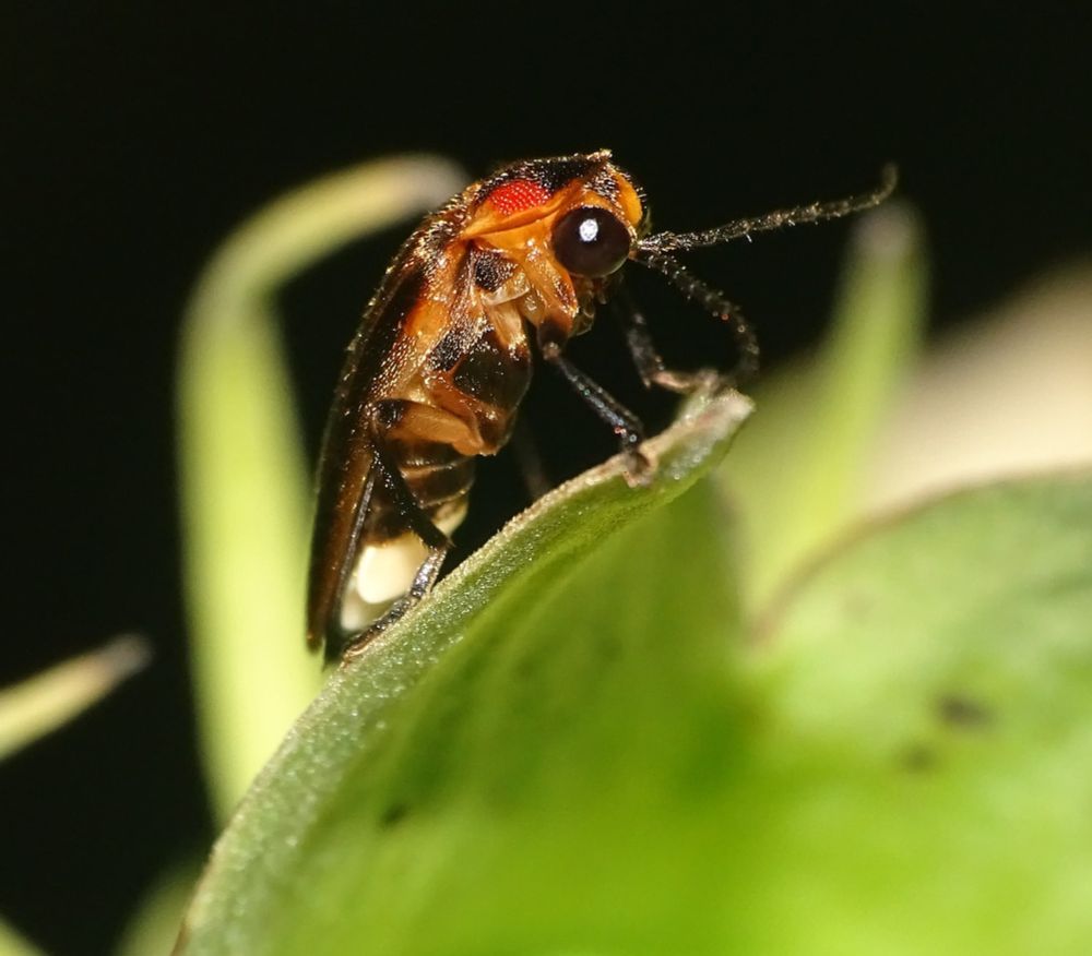 This firefly delighted beachgoers. Now it’s flickering out of existence.