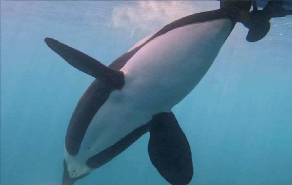 Orcas aren’t attacking boats — they’re just playful teens, scientists say