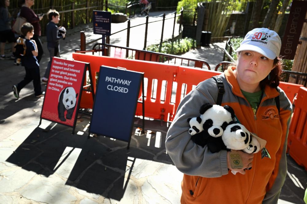 D.C.’s pandas leave for China, ending an era for animal lovers