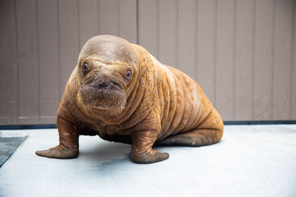 Abandoned walrus calf is ‘ginormous puppy,’ getting 24/7 care in Alaska