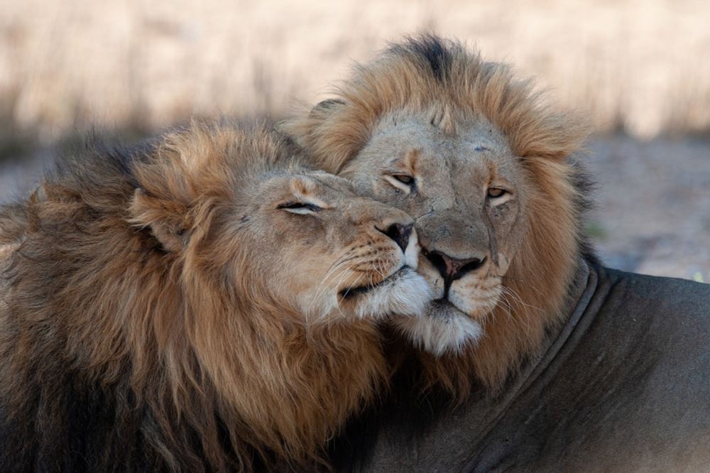 The surprising reason why mammals engage in same-sex mating