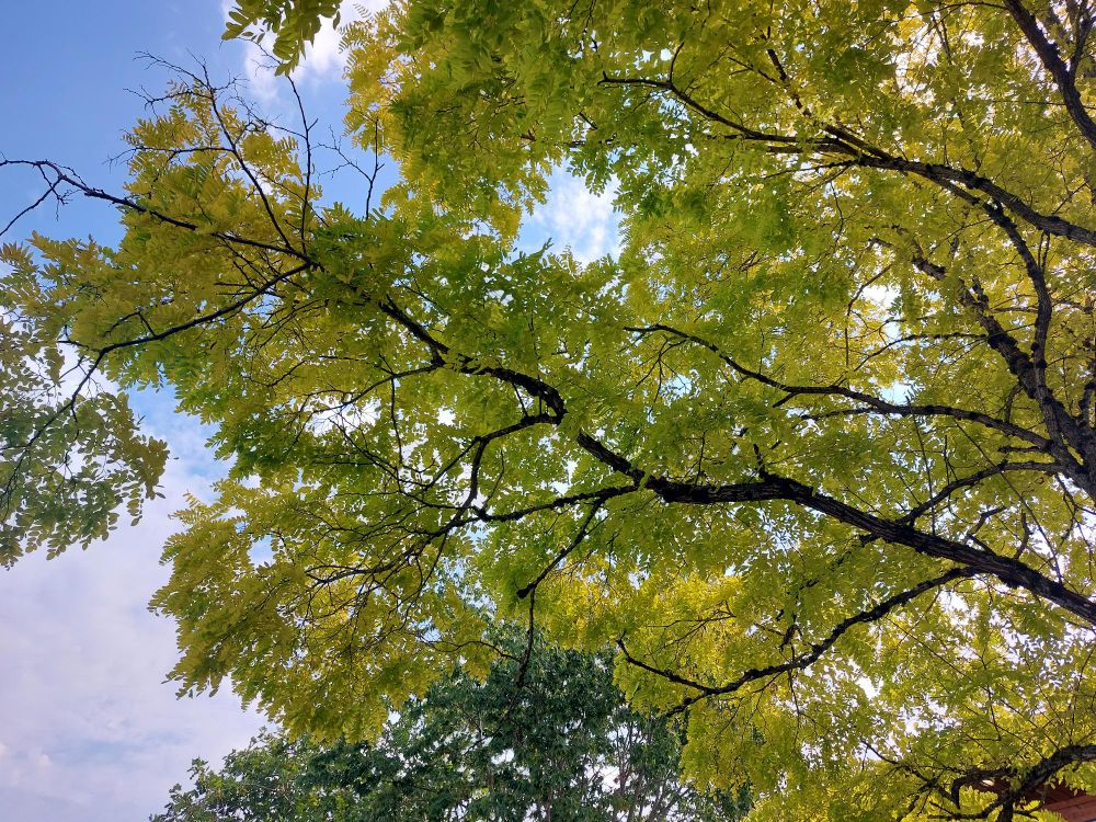Looking up into sunlight coming through the green and yellow leaves of a tree. Blue sky and clouds are visible behind the leaves.