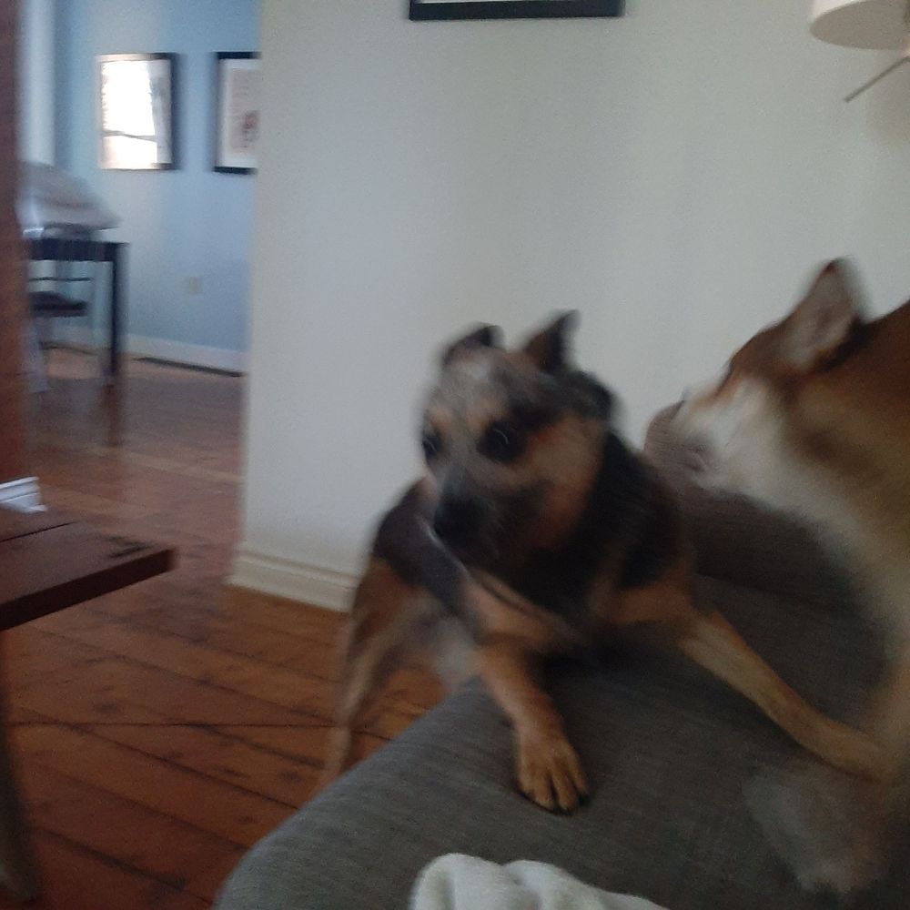 A blurry photo of an Australian cattle dog lunging up towards a shiba inu, who is standing on a couch and whose head is just in frame. The shiba is counter-attacking.