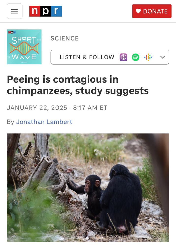 screenshot of an NPR article titled “peeing is contagious in chimpanzees, study suggests”
