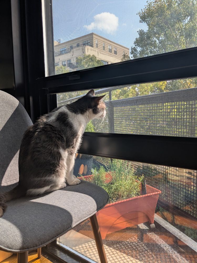 a very dumb grey and white cat sitting on a chair breathing in the fresh air coming from an open window. his face is up against the window screen.