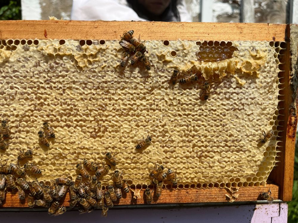 a bee box frame that's almost fully capped over with wax, meaning the honey inside is ready for harvest. a couple dozen bees are still working on it.
