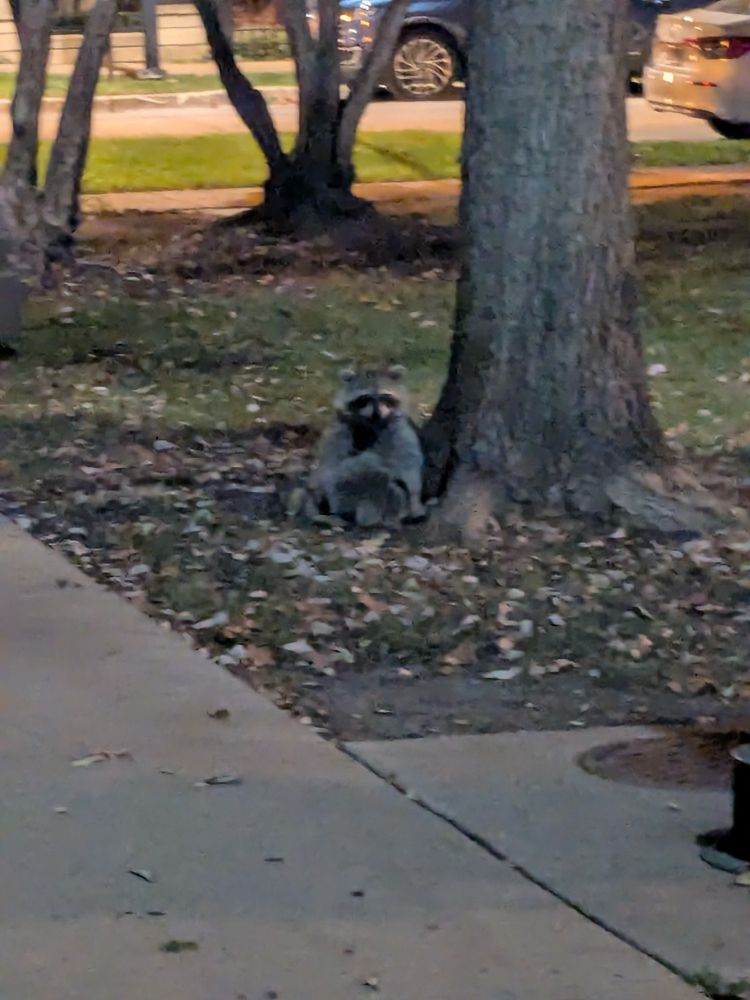 a big ol fat raccoon sitting on the ground next to a tree