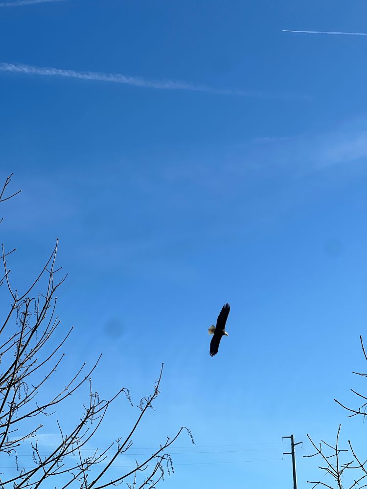 Bald eagle over portland Oregon river