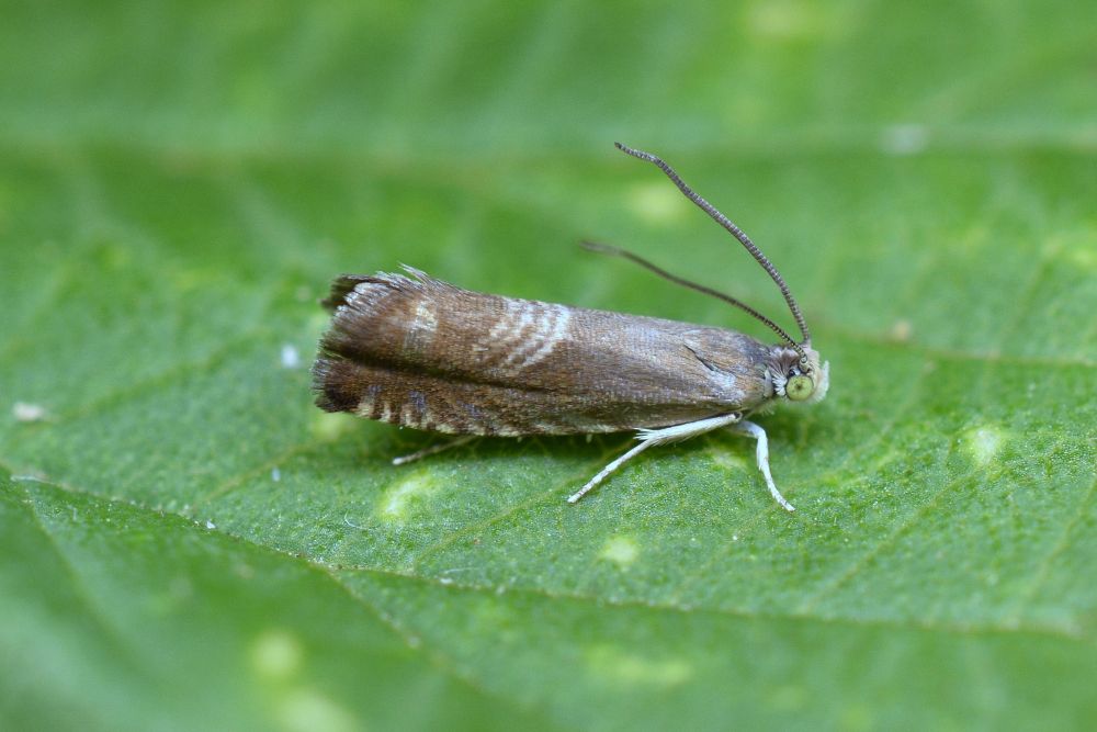 Boring little brown moth that lives in my garden and nowhere else in the UK!