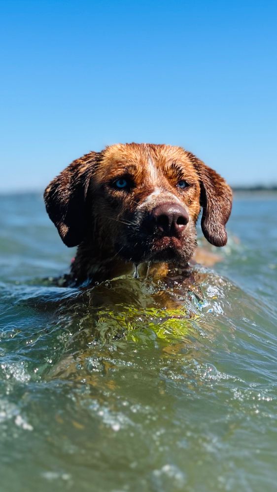close up of red dog with blue eyes and some white on her nose swimming in the ocean