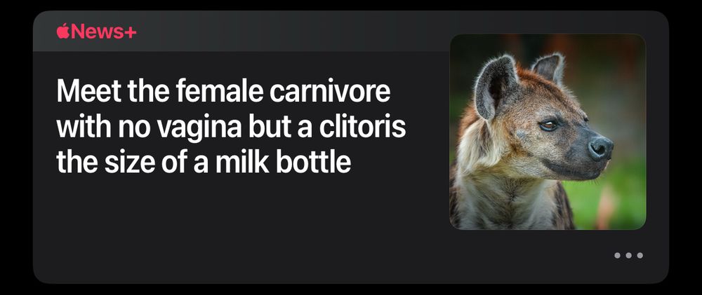 apple news headline with picture of hyena that reads “meet the female carnivore with no vagina but a clitoris the size of a milk bottle”