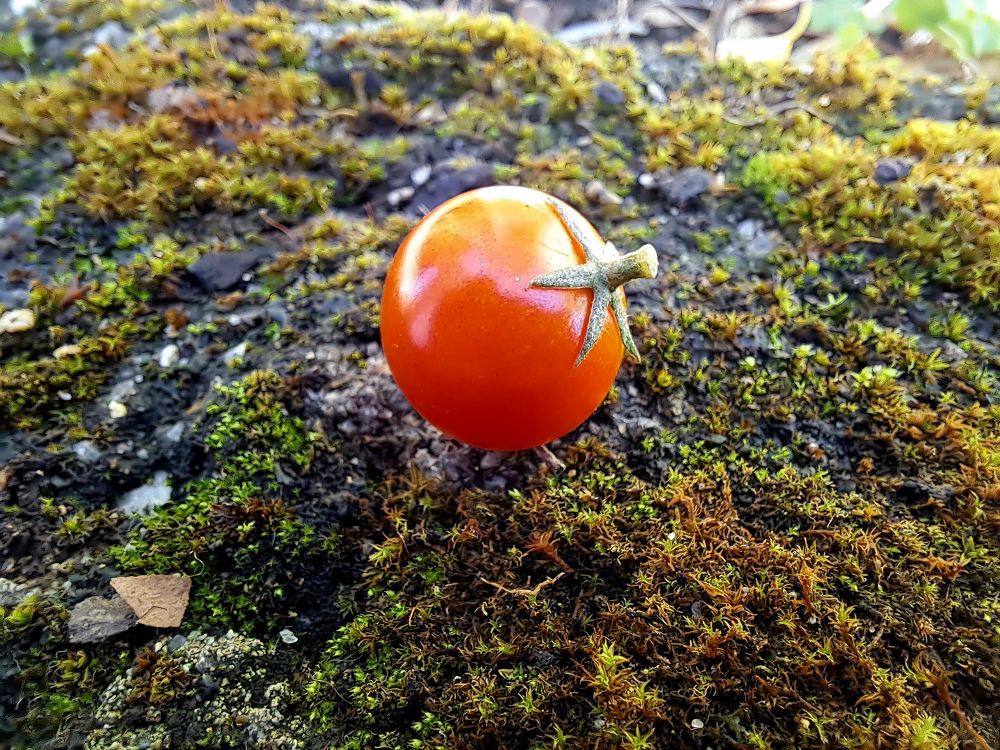 A cherry tomato on a moss wall 
