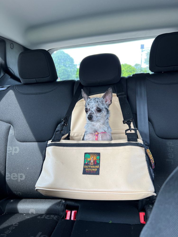 A chihuahua in a car seat