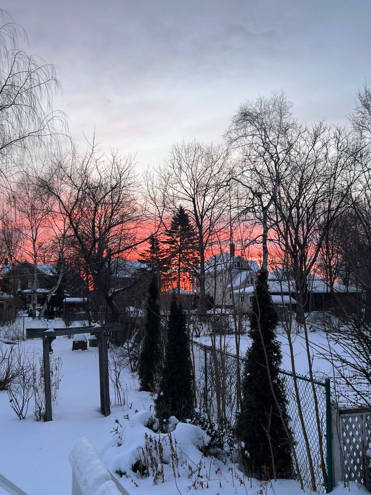 A red sunrise, in Fredericton New Brunswick, over a snowy back yard 