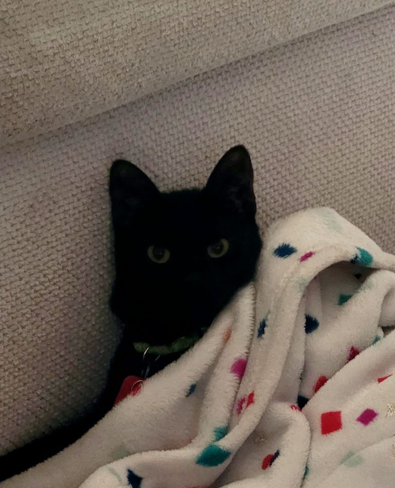 A fluffy and distinguished black cat tucked into a white cushion and covered with a blanket. As of today, he's officially been putting up with my nonsense for half a decade. 
