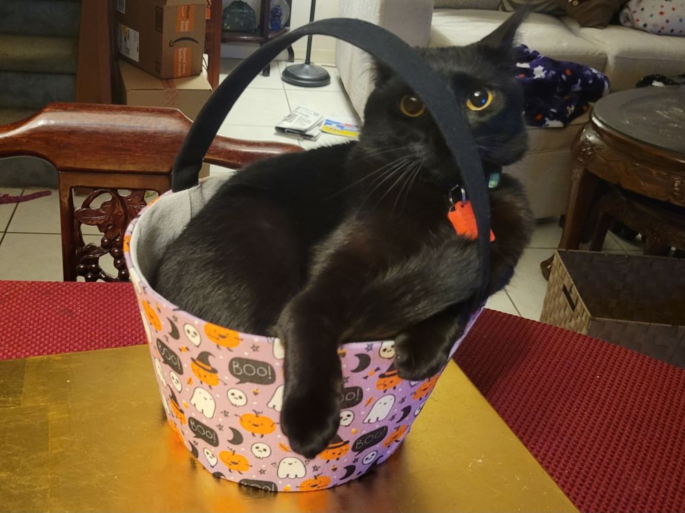 An unreasonably fluffy and handsome black cat that has claimed a Halloween candy bucket for his own
