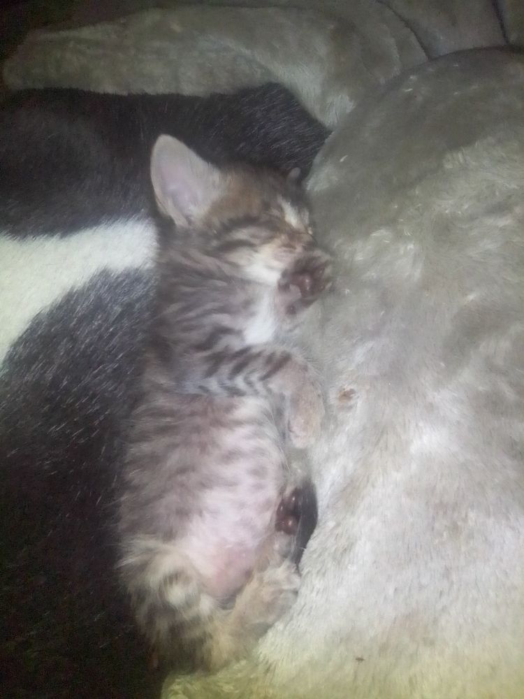 A grey stiped kitten with black beans sleeps against the side of an enormous dog on top of a fuzzy blanket.