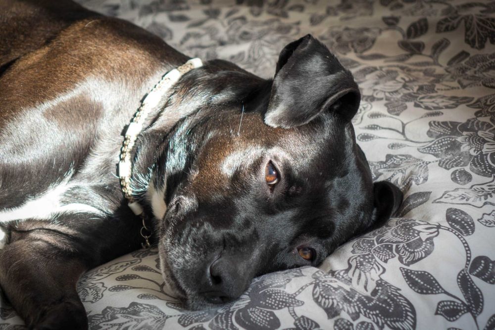 Une très belle chienne allongée dans la lumière 