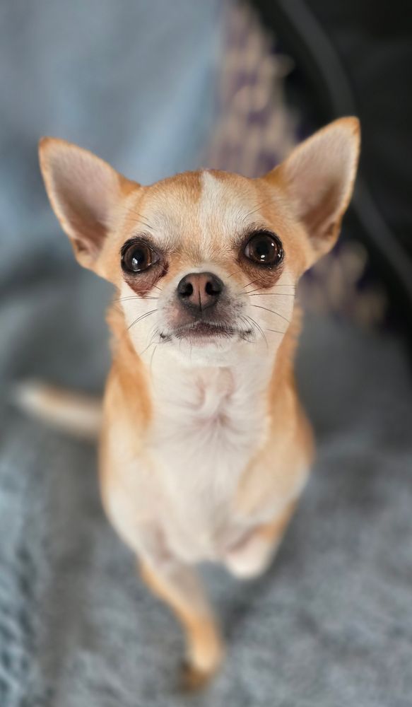 Frankie  the short-haired chihuahua  looking straight  at the camera.