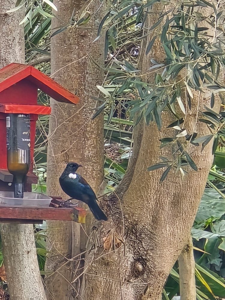 Tui on a red bird feeder in a suburban garden.